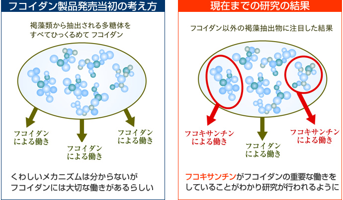 低分子のフコキサンチンとは