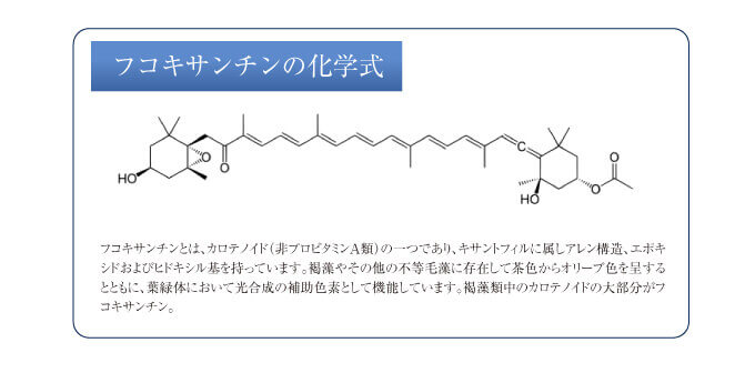 フコキサンチンの化学式 フコキサンチンとは、カロテノイド(非プロビタミンA類)の一つであり、キサントフィルに属しアレン構造、エポキシドおよびヒドキシル基を持っています。褐藻やその他の不等毛藻に存在して茶色からオリーブ色を呈するとともに、葉緑体において光合成の補助色素として機能しています。褐藻類中のカロテノイドの大部分がフコキサンチンが占めます。