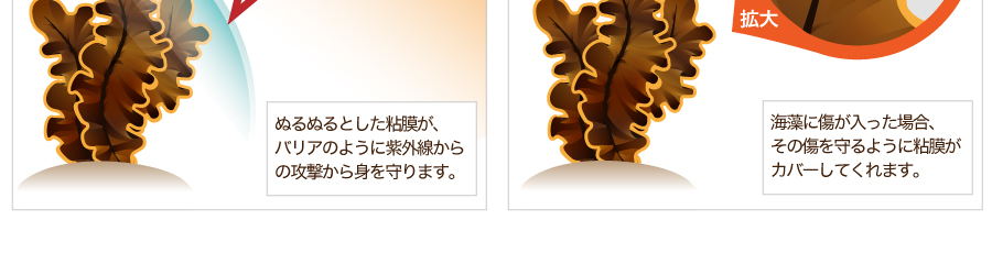 バリアが無いと海藻が生きていくことができません