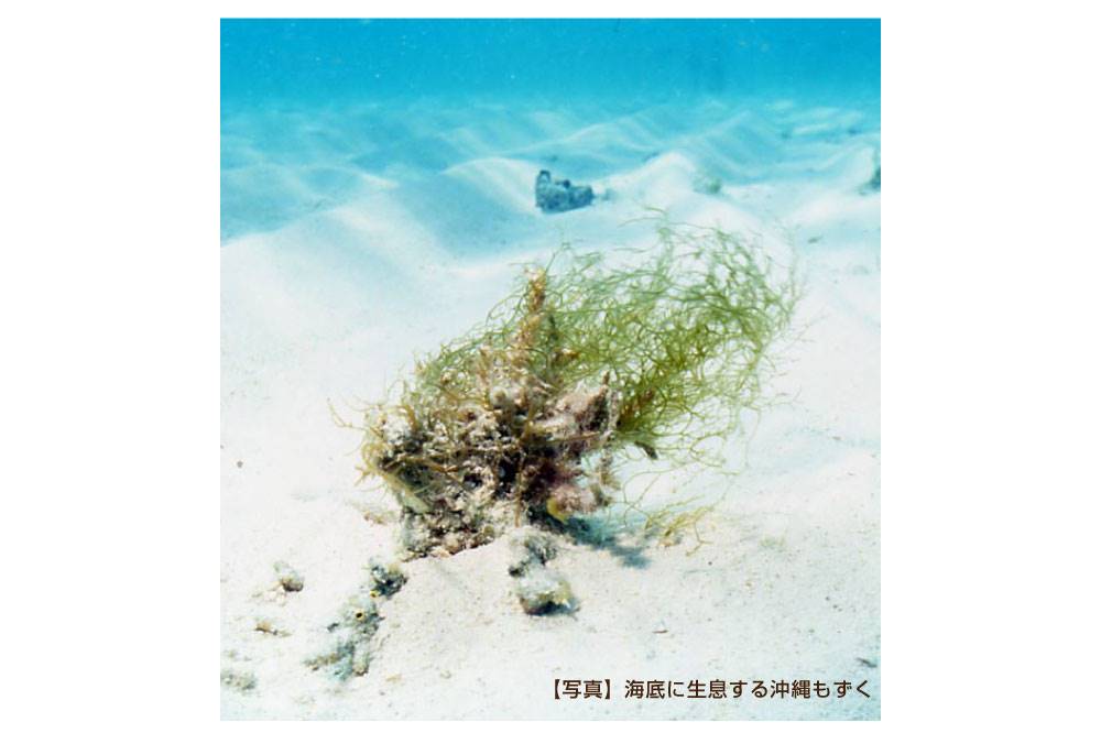 ミネラルが豊富な沖縄モズク