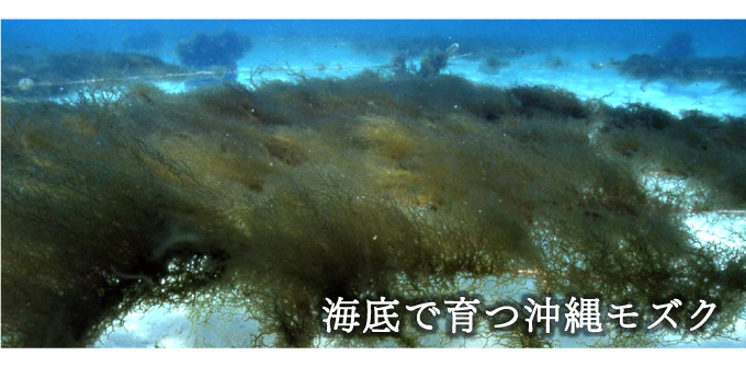 沖縄モズクはミネラルとフコイダン含有量が多い